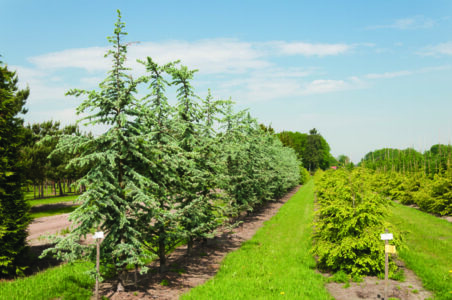 Zedern und Hemlocktannen in einer Baumschule